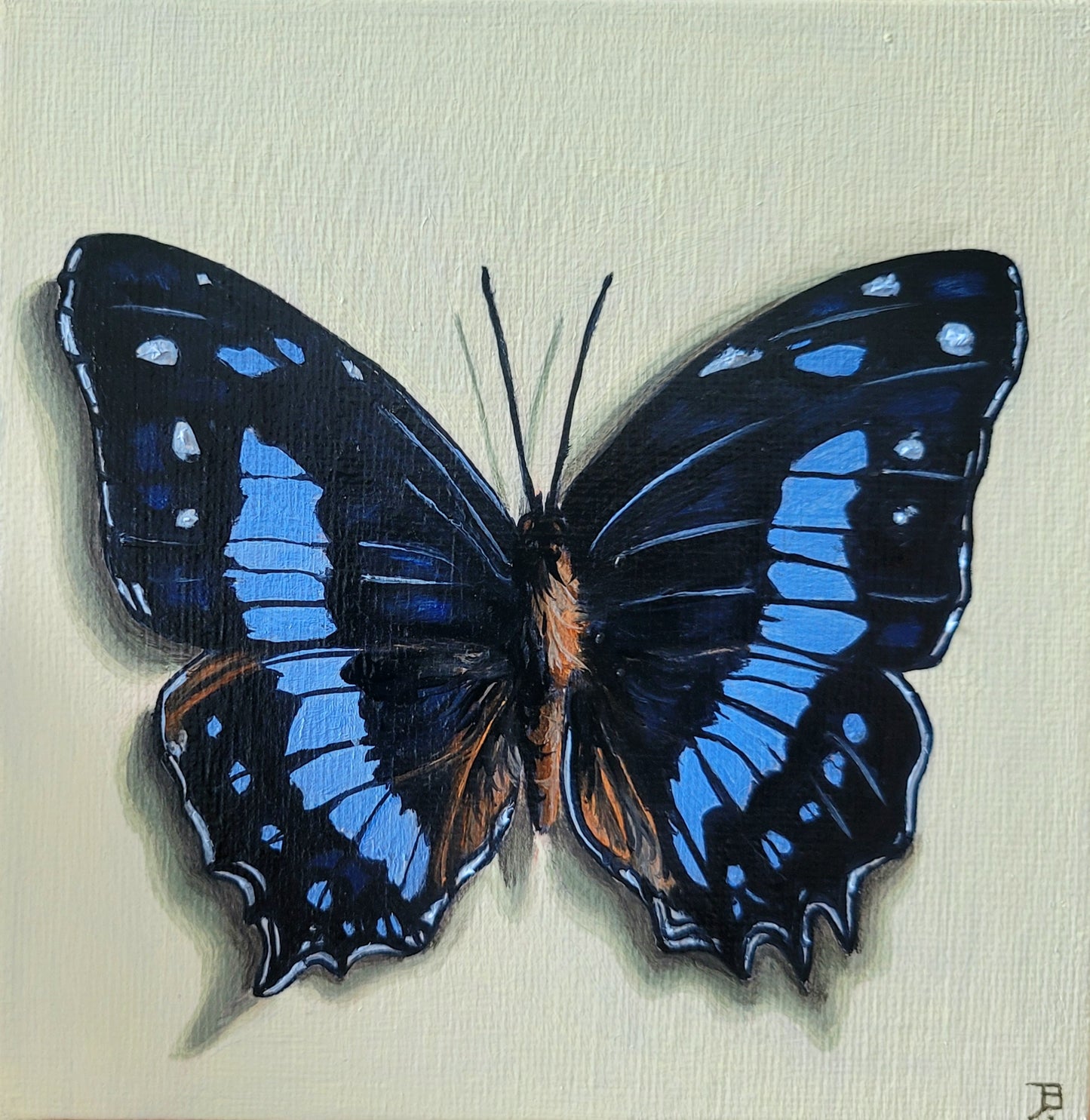 Blue Butterfly