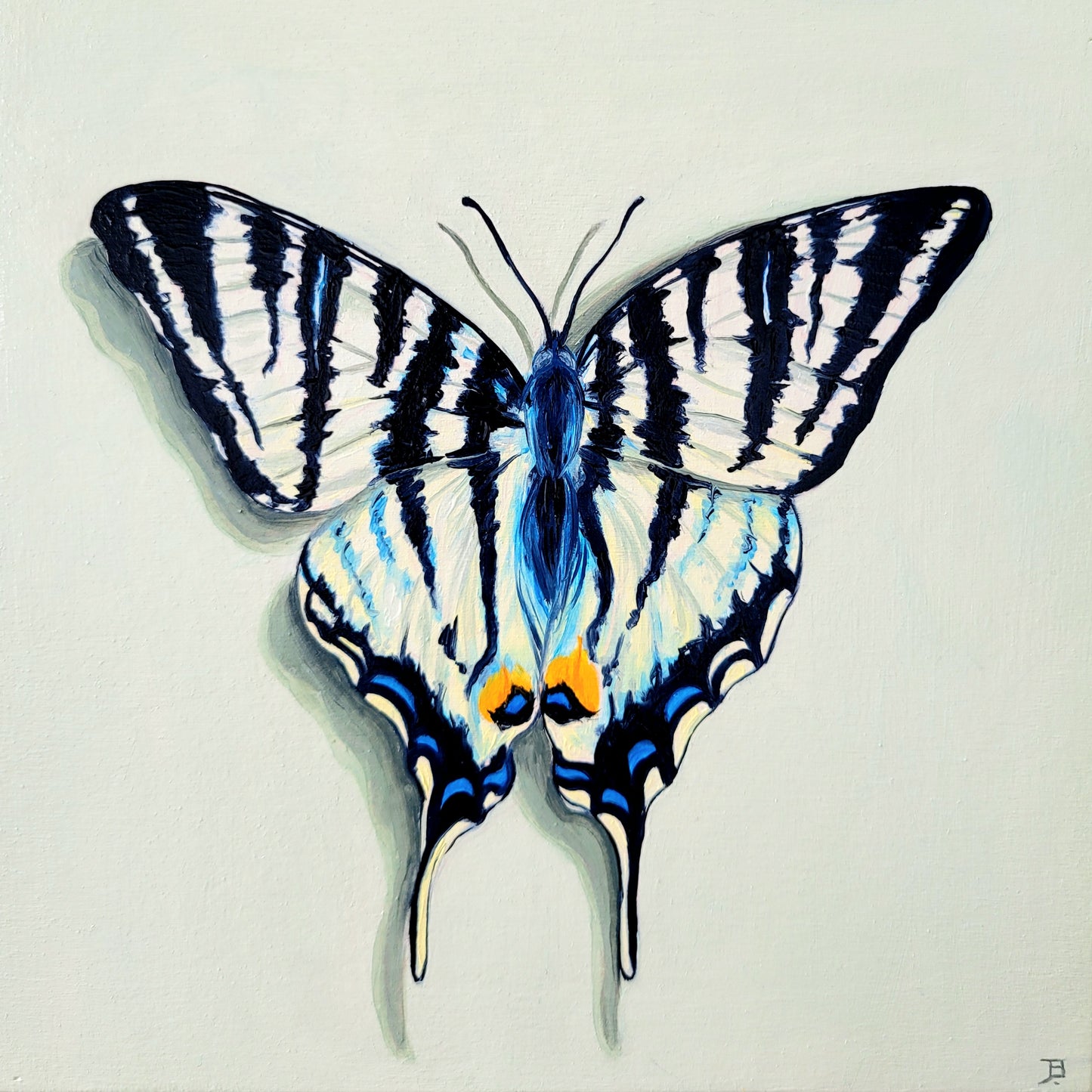 Swallowtail