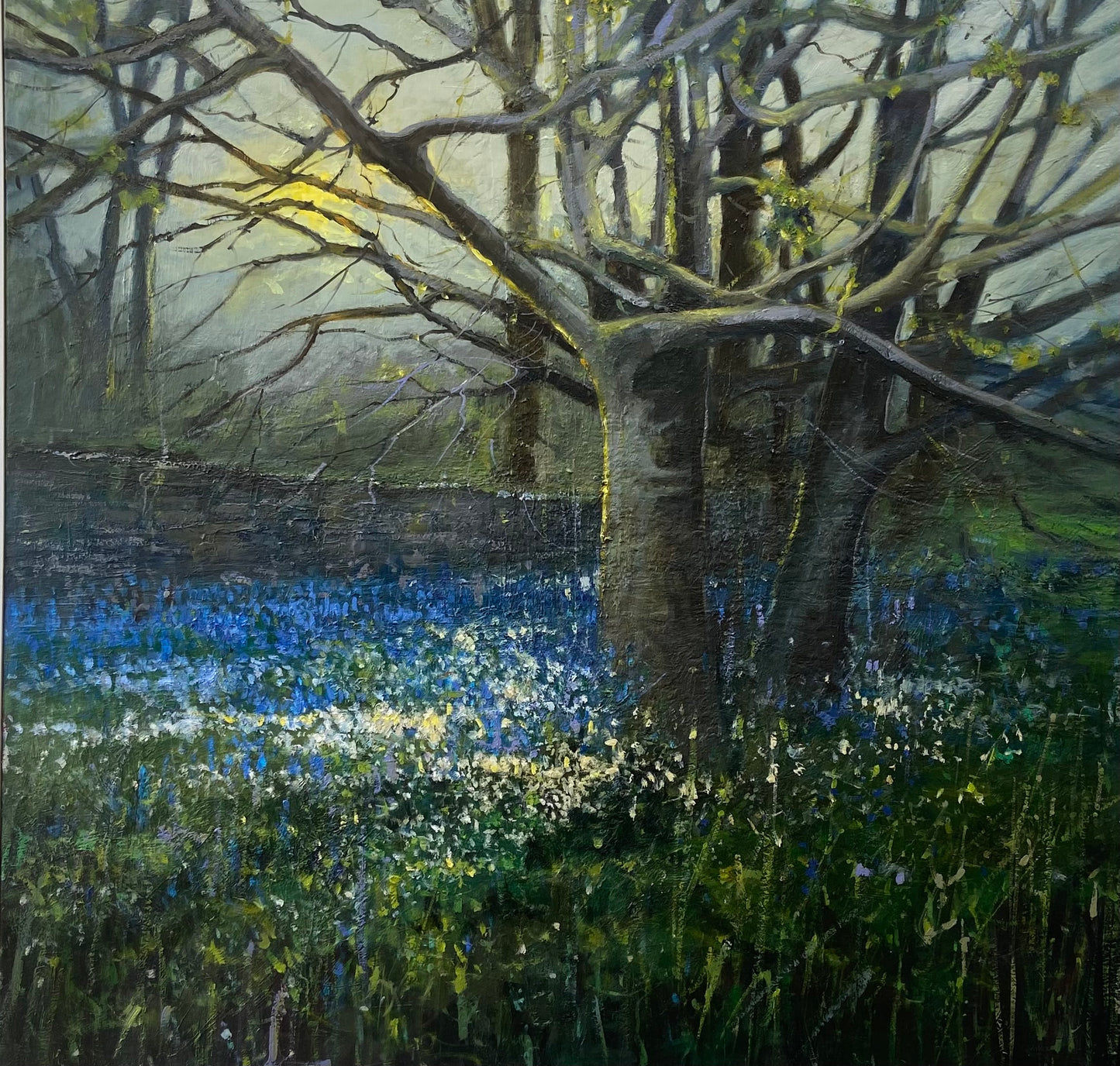 Bluebells under the old tree at the garden wall