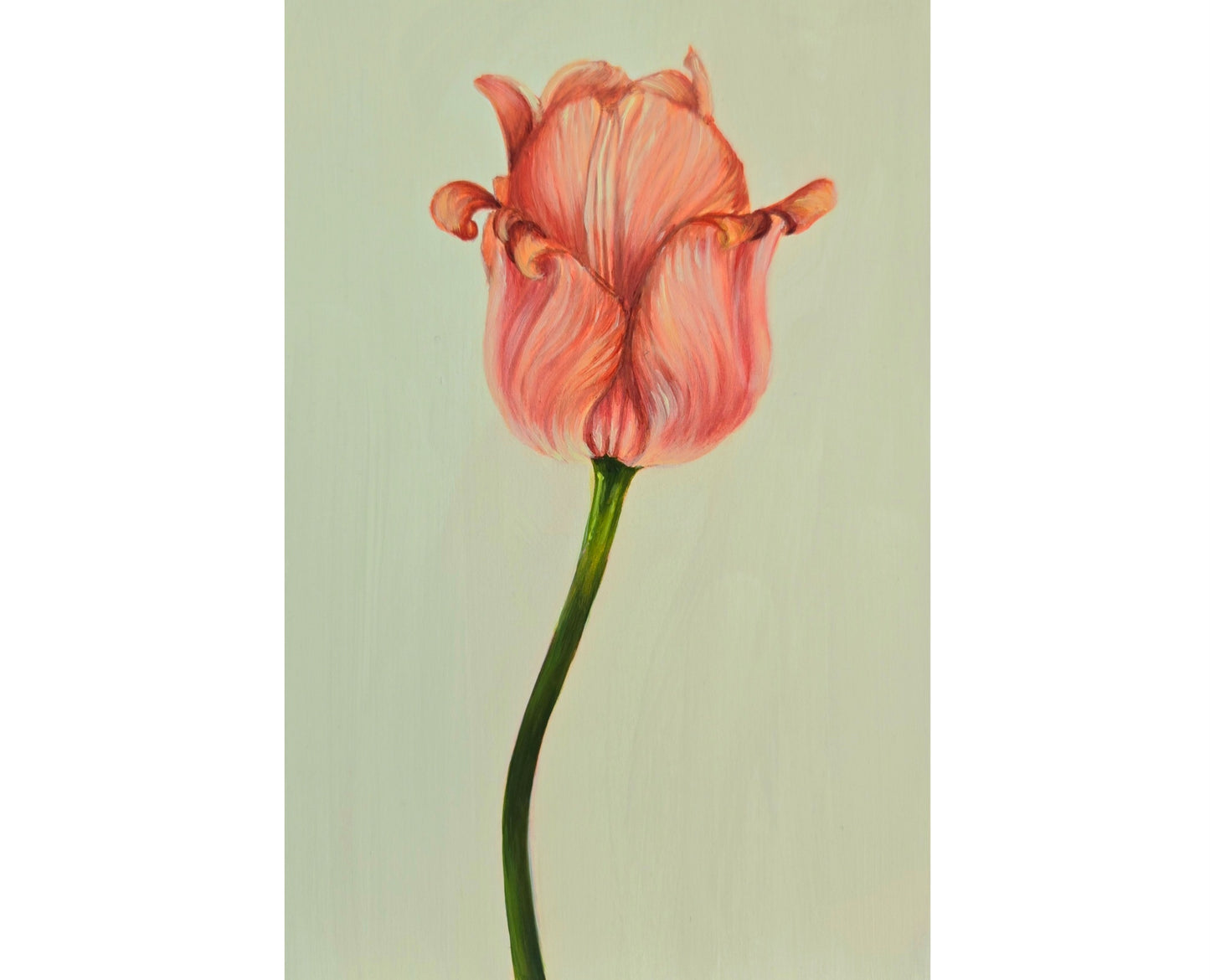 Tulip