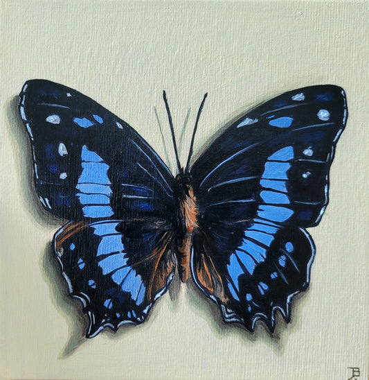 Blue Butterfly