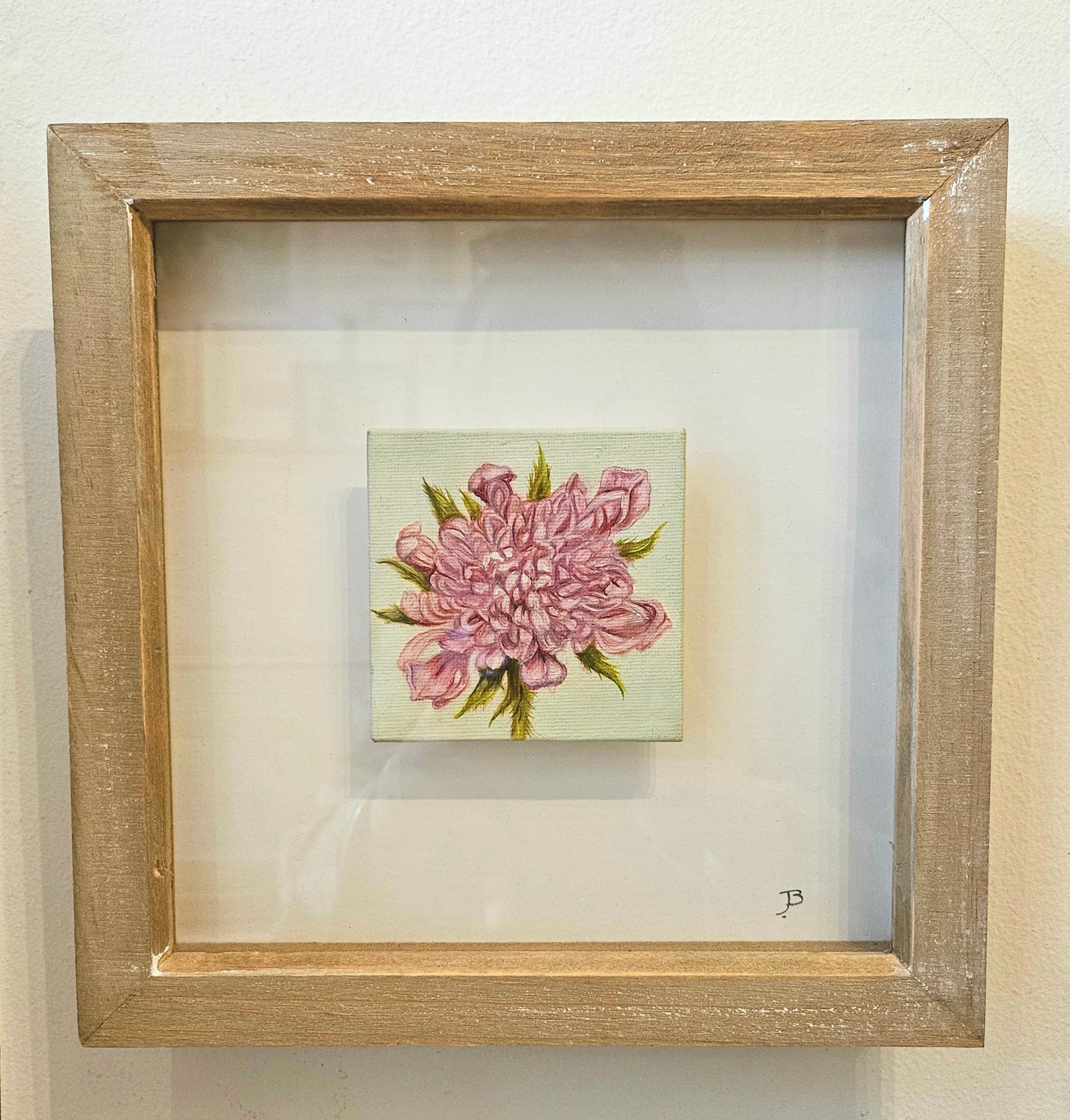 Pincushion Wildflower