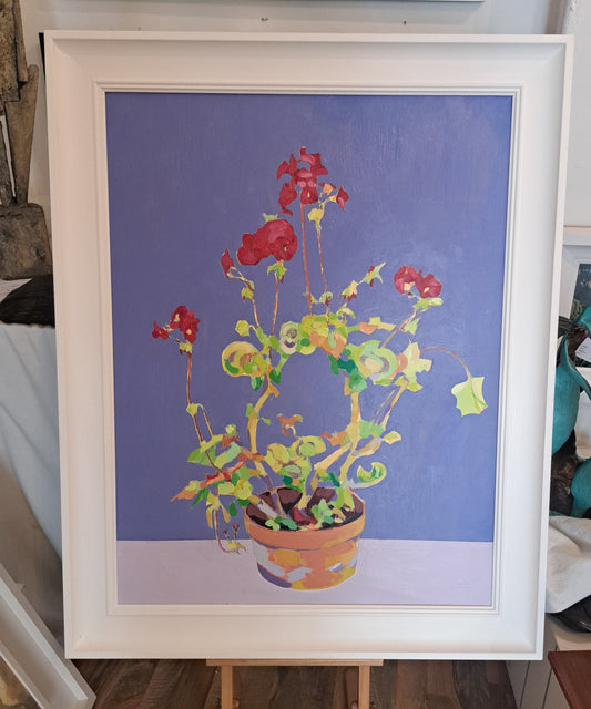 Geranium in terracotta pot