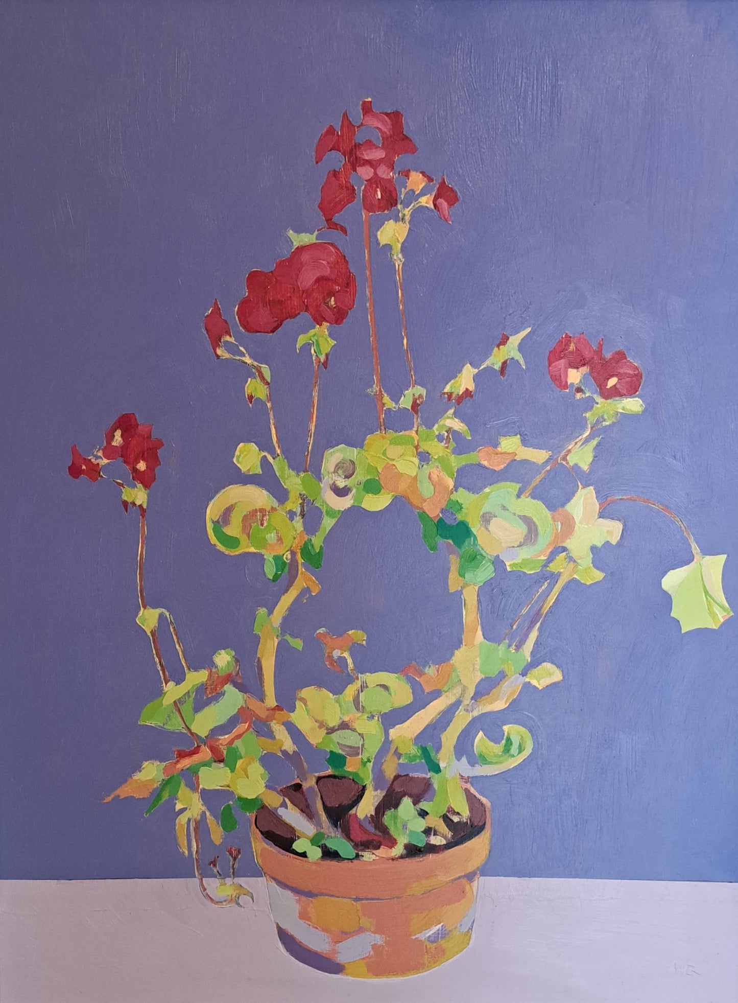 Geranium in terracotta pot