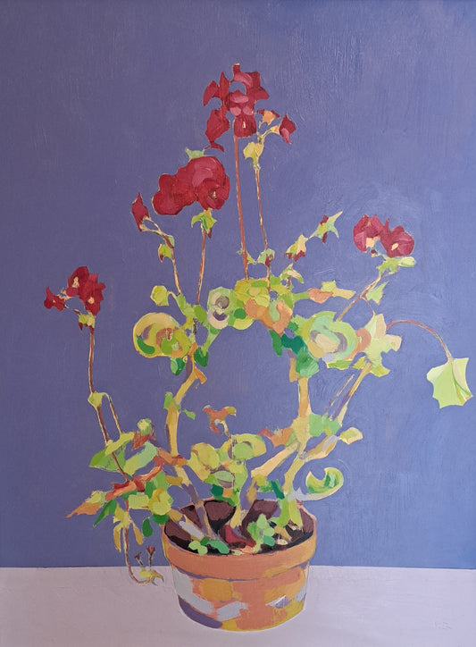 Geranium in terracotta pot