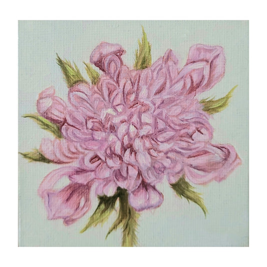 Pincushion Wildflower