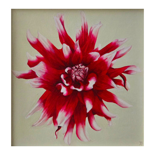 Dahlia