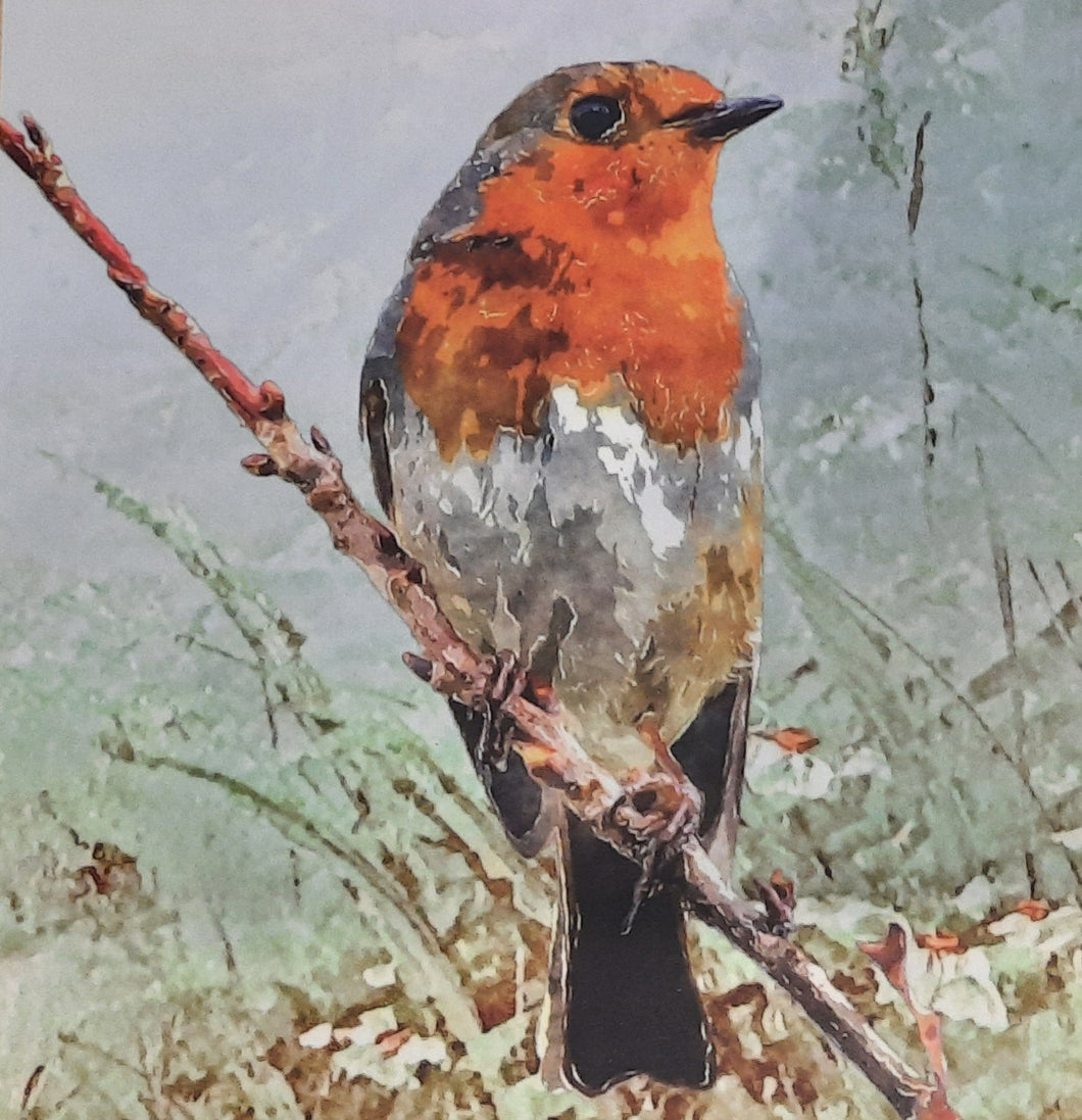 Robin , framed print